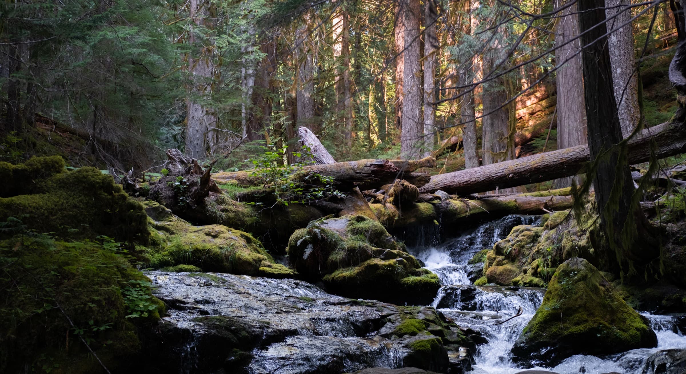 Pacific Northwest forest